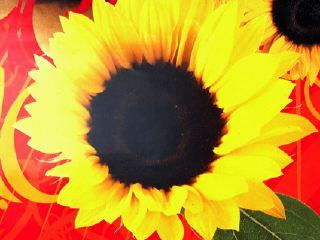 gelb_p1010593