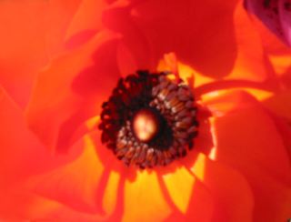 mohn